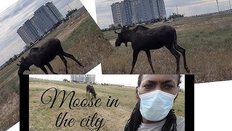 very rare footage of moose in the city of Calgary..must see