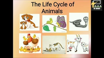 The Life Cycle Of Animals | Std 4 | E.V.S 1