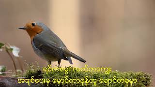 Video thumbnail of "ရေလိုက်ငါးလိုက် - စိုင်းထီးဆိုင်"