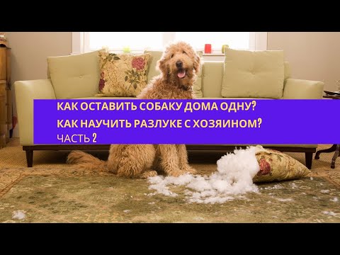 Как оставить собаку дома одну? как приучить к одиночеству? Как научить разлуке с хозяином? Часть 2