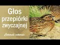 Głos przepiórki zwyczajnej (Coturnix coturnix)