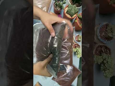 Kỹ Thuật Phối Trộn Đất & Giá Thể Trồng Sen Đá Chuẩn Nhất