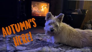 Scottish and Cairn Terrier | Autumn is here 🍁🍁 by Ruby and Rory 830 views 1 year ago 3 minutes, 36 seconds