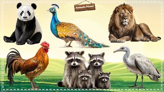 The Funniest Animal Sounds on Earth: Panda, Peacock, Lion, Chicken, Raccoon, Stork