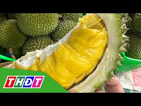 Sầu riêng Musang King rớt giá hơn một nửa | THDT