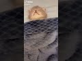 😴 😴 😴