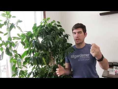 Videó: Houseplants Coffee Plant: Hogyan termessünk kávéüzemet