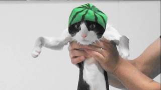スイカを収穫したら猫がついてきた It's A Watermeown!! by inthelife 14,980 views 5 years ago 17 seconds