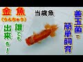 （#金魚）#らんちゅう ブリーダーの飼育記録No.129