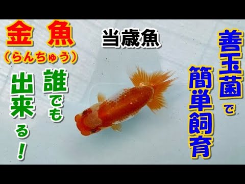 金魚 らんちゅう ブリーダーの飼育記録no 129 Youtube