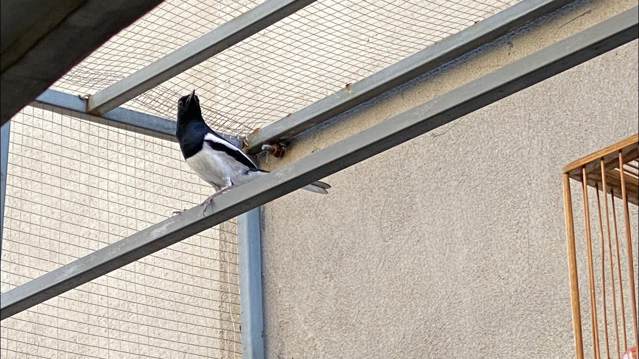 Khai trương đầu năm zalo 0908243495