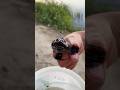 Поймал бычка в Десне #рыбалка #рыба #shorts