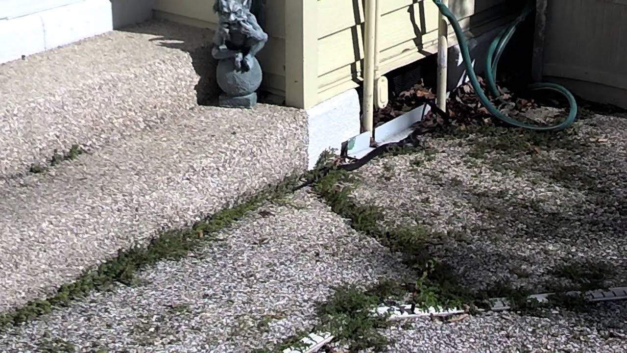 Chasing black racer snake...florida YouTube