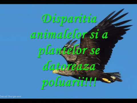 Cucul - Episodul 10 - Cuculus canorus