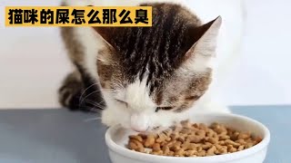 猫咪屎臭原因大揭秘从饮食习惯到肠道菌群