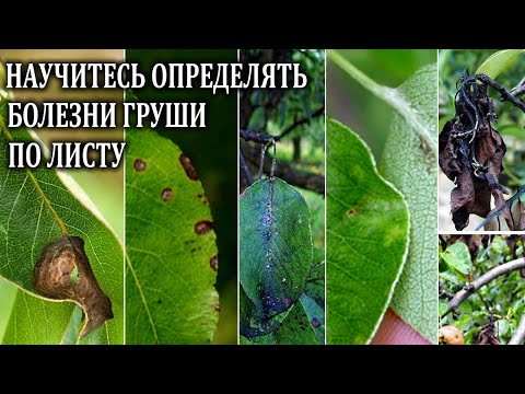 Видео: Пятнистость листьев и плодов груши – узнайте, как лечить пятнистость плодов груши