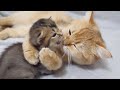 A daddy cat with a curt attitude and a doting mother cat