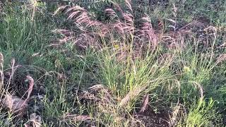 Native Grass in the Texas Hill Country by Betty Saenz 57 views 2 years ago 46 seconds