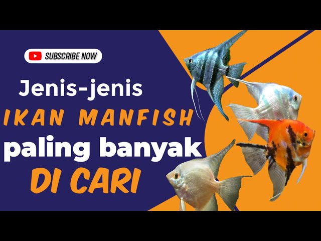 11 Jenis  Ikan Manfish Populer class=