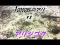 蟻戦争Ⅲ#180 【後編】10000匹のケアリと「アリジゴク」の語り継がれるべき戦いの結末!編~10000 ants vs Antlions~