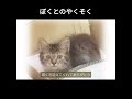 涙腺崩壊「猫の十戒」～ぼくとのやくそく～CM　#猫の十戒 #猫 #保護猫