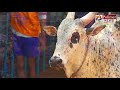 ஜல்லிக்கட்டு வீரர்களை மிரள வைத்த சீமராஜா...| Avaniyapuram |Jallikattu 2020