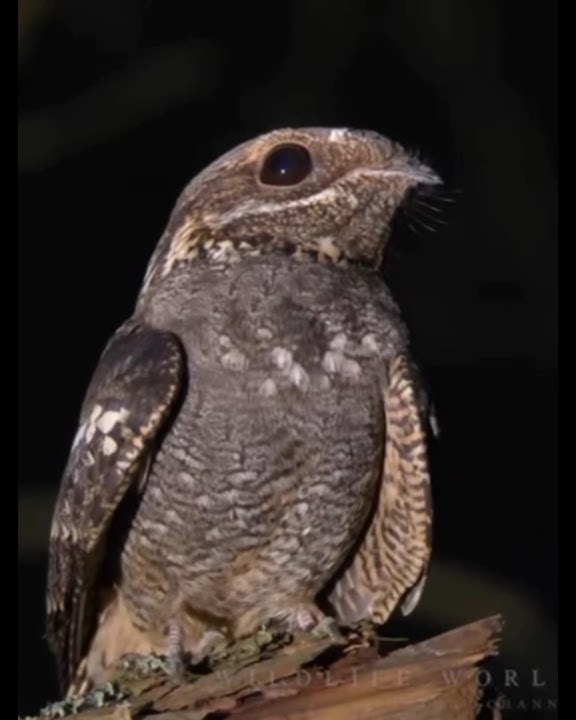 Mitos Burung Cabak di malam hari #hewan