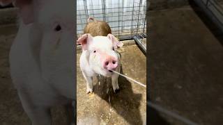 LA RAZA DE GANADO YORKSHIRE Y SU GRAN FAMA EN LA GANADERIA Y CALIDAD💰🐄#ganado #cattle #shorts #cow