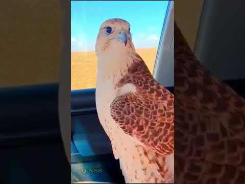 قصيده في الطير والمقناص ابن الشايب