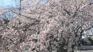 花見ドライブ　ほたる見公園、まんのう森林公園、たからだの里さいた（戸川ダム）、朝日山森林公園