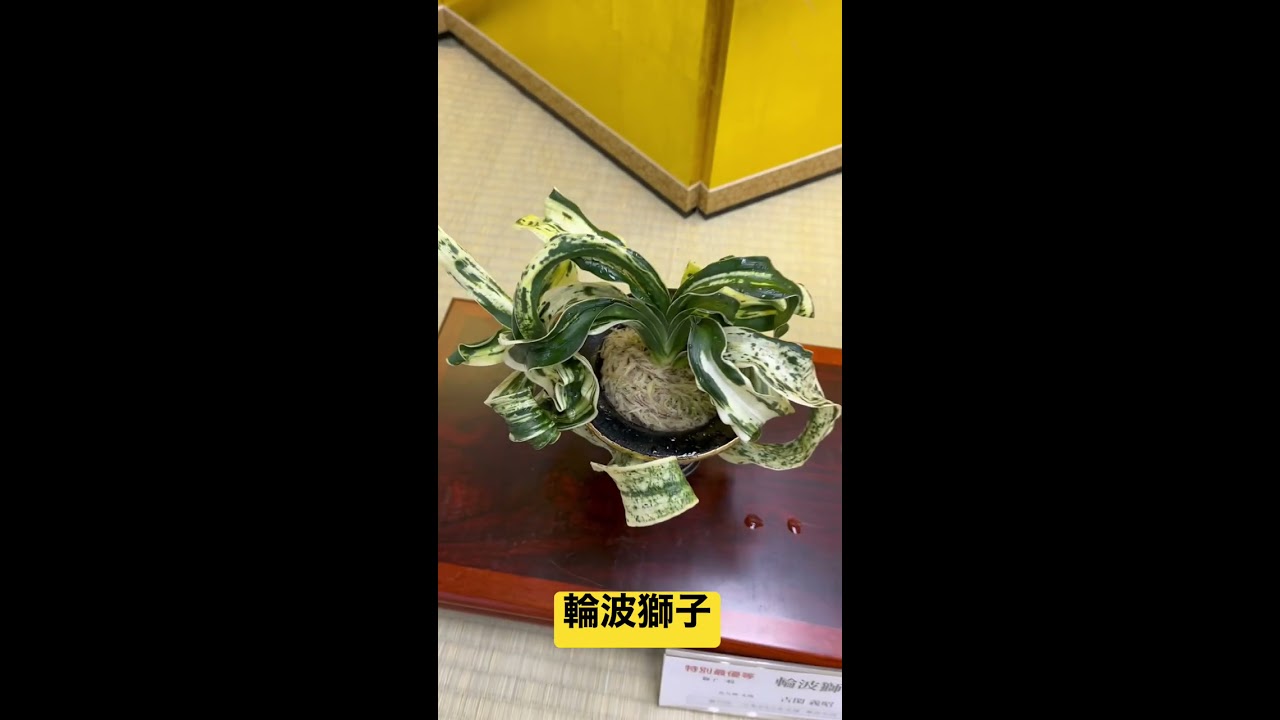万年青 オモト 輪波獅子 植物 古典園芸 万年青（輪波獅子） 斑入り オモト 獅子葉 古典植物 - メルカリ