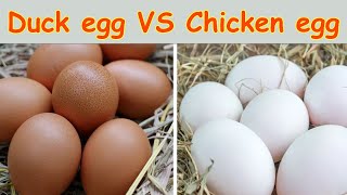Duck egg vs chicken egg I duck egg vs chicken egg nutrition