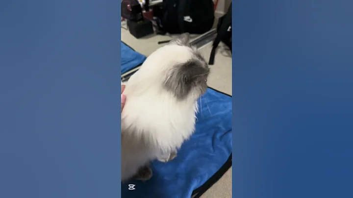 Video 11544581: long cat, cat cute pets, gentle pets, petted enjoying