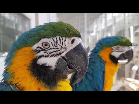 Video: Cel Mai Mare Papagal Din Lume