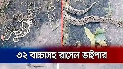 ২৮ টি জেলায় ছড়িয়েছে রাসেল,স ভাইপার। মারতে পারলেই ৫০ হাজার টাকা পুরস্কার। Russell Viper