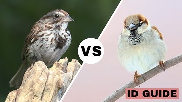 Song Sparrow vs House Sparrow | ID Guide