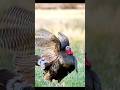 Промах на миллиметры! 😱 Огромная индейка ушла… #охота #shorts #shortsfeed #growth