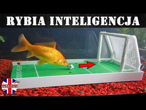 Wideo: Inteligencja Ryb - Jak Mądre Są Ryby?