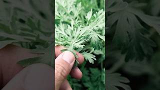 I get rid of parasites, i have the IVer in me and im very bitter, WHAT AM I?