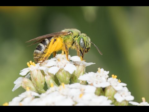 Meet Your Neighbors - The Bi-colored Sweat Bee