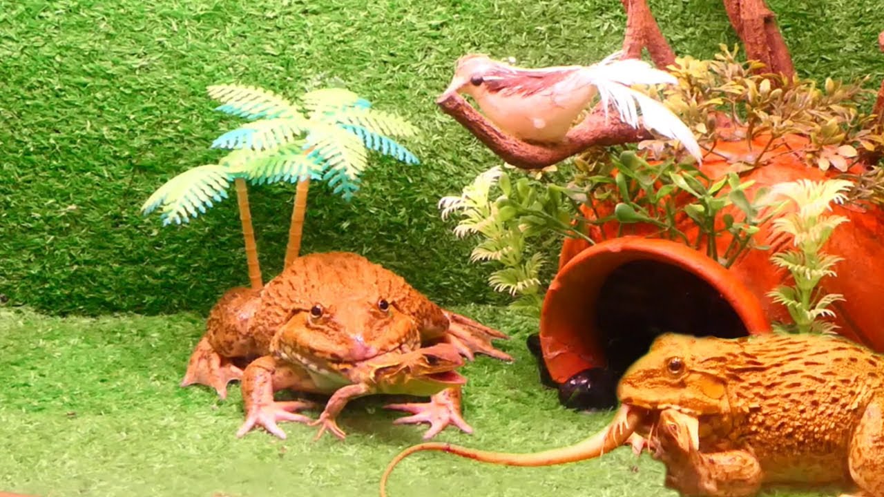 Live Feeding! East Asian bullfrog eating two butterfly lizard Epic