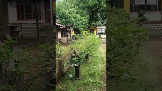 Hujan tapi Panas , atau Panas tapi Hujan Kebun Zuna bonsai