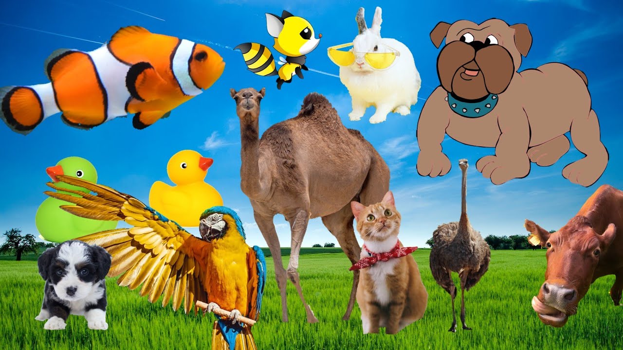 Animal Sounds | Cow, Camel, Tiger, Cat, Dog, Giraffe, Elephant,  Monkey 🐶🐒🐱🐪🐄🐑🐓🐤🦁🐩