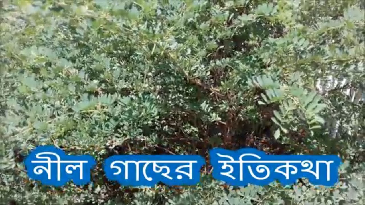INDIGO CULTIVATION AND INDIGO MOVEMENT IN INDIA// নীল চাষ