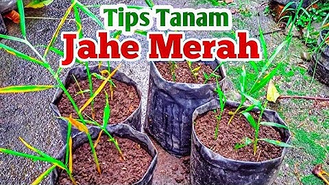 Cara Menanam Jahe Merah di Polybag
