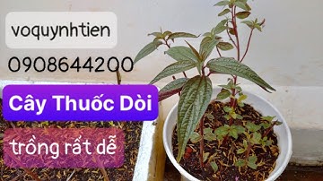#181 Cách trồng CÂY THUỐC DÒI rất dễ