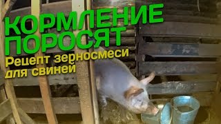 Кормление поросят Рецепт зерносмеси