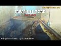 Japan Herp Live - Japanese Toad 2026-05-09 09:00〜21:00 JST [Day]