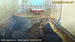 Japan Herp Live - Japanese Toad 2026-05-09 09:00〜21:00 JST [Day]
