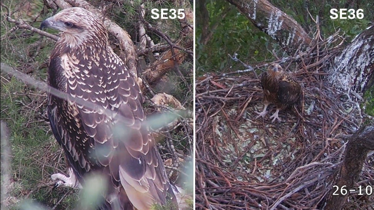 Sydney WB Sea Eagles🦅SE35 FLEDGES! Misses Branch🍂and Lands on Ground as SE36 Watches👀2025 Oct 26